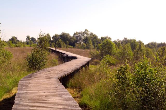 Pad in natuur